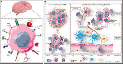 CAR T Cell-Based Immunotherapy for the Treatment of Glioblastoma